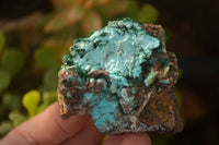 Natural Drusy Coated Chrysocolla & Malachite Specimens x 6 From Likasi, Congo