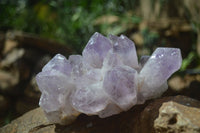 Natural Jacaranda Amethyst Clusters x 2 From Mumbwa, Zambia - TopRock