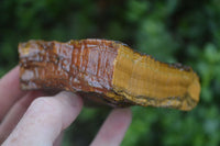 Natural Golden Blue Tigers Eye Specimens  x 2 From Prieska, South Africa - TopRock