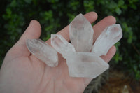 Natural Single Etched Clear Quartz Crystals  x 35 From Mpika, Zambia - Toprock Gemstones and Minerals 