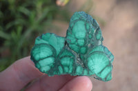 Polished Small Flower Banded Malachite Slices  x 24 From Congo - Toprock Gemstones and Minerals 