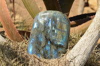 Polished Labradorite Standing Free Forms With Intense Blue & Gold Flash x 2 From Sakoany, Madagascar - TopRock