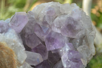 Natural Jacaranda Amethyst Cluster x 1 From Zambia - Toprock Gemstones and Minerals 