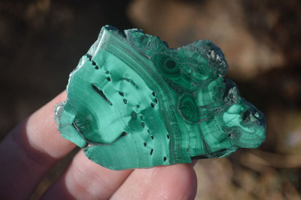 Polished Small Flower Banded Malachite Slices  x 24 From Congo - Toprock Gemstones and Minerals 