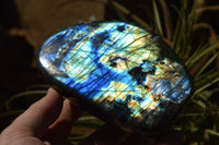 Polished Labradorite Standing Free Forms With Intense Blue & Gold Flash x 2 From Sakoany, Madagascar - TopRock