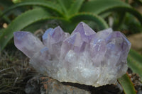 Natural Jacaranda Amethyst Clusters x 2 From Mumbwa, Zambia - TopRock