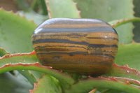 Polished Golden Tigers Eye Free Forms x 3 From Prieska, Northern Cape