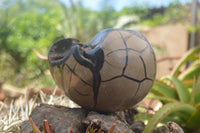 Polished Septaria Dragons Egg x 1 From Mahajanga, Madagascar - TopRock