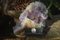 Natural Jacaranda Amethyst Cluster x 1 From Zambia - Toprock Gemstones and Minerals 