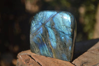 Polished Labradorite Standing Free Forms With Intense Full Face Flash  x 6 From Tulear, Madagascar - Toprock Gemstones and Minerals 