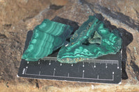 Polished Small Flower Banded Malachite Slices  x 24 From Congo - Toprock Gemstones and Minerals 