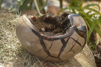 Polished Septaria Dragons Egg x 1 From Mahajanga, Madagascar - TopRock