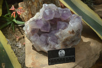 Natural Jacaranda Amethyst Cluster x 1 From Mumbwa, Zambia - TopRock