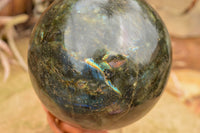 Polished Extra Large Labradorite Sphere & Palisandre Rose Wood Stand  x 1 From Tulear, Madagascar - TopRock