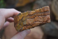 Natural Golden Blue Tigers Eye Specimens  x 2 From Prieska, South Africa - TopRock