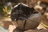 Polished Septaria Dragons Egg x 1 From Mahajanga, Madagascar - TopRock