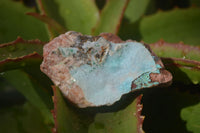 Natural Drusy Coated Chrysocolla Dolomite Specimens x 6 From Congo