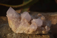 Natural Spirit Amethyst Quartz Clusters x 4 From Boekenhouthoek, South Africa