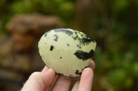 Polished Leopard Stone Standing Free Forms  x 12 From Nyanga & Shamva, Zimbabwe - TopRock