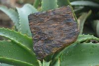 Natural Golden Blue Tigers Eye Specimens  x 2 From Prieska, South Africa - TopRock