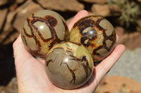 Polished Septarian (Calcite & Aragonite) Spheres  x 5 From Mahajanga, Madagascar - TopRock