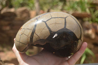 Polished Septaria Dragons Egg x 1 From Mahajanga, Madagascar - TopRock