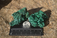 Natural Chatoyant Silky Malachite Specimens  x 12 From Kasompe, Congo