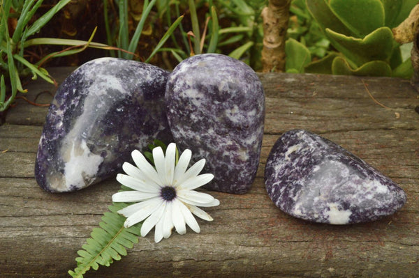 Polished Purple Lepidolite with Specular White Patterns Free Forms x 3 From Zimbabwe - TopRock