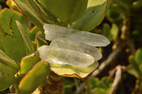 Natural Single Clear Quartz Crystals  x 71 From Madagascar - TopRock