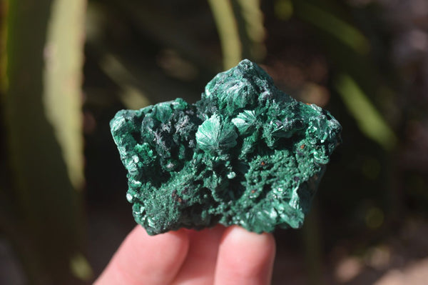 Natural Chatoyant Silky Malachite Specimens  x 12 From Kasompe, Congo