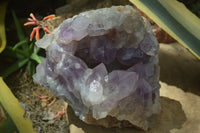 Natural Jacaranda Amethyst Cluster x 1 From Mumbwa, Zambia - TopRock