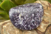 Polished Purple Lepidolite with Specular White Patterns Free Forms x 3 From Zimbabwe - TopRock