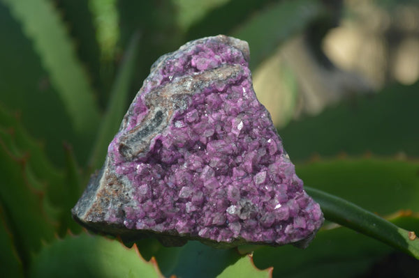 Natural Pink Salrose Cobaltion Dolomite Specimens  x 12 From Congo - Toprock Gemstones and Minerals 