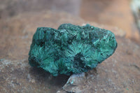 Natural Chatoyant Silky Malachite Specimens  x 12 From Kasompe, Congo - Toprock Gemstones and Minerals 