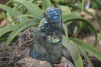 Polished Flashy Labradorite Standing Free Forms  x 3 From Tulear, Madagascar - TopRock