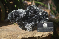 Natural Extra Large Splayed Schorl Black Tourmaline & Vermiculite Specimen x 1 From Erongo, Namibia