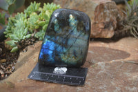 Polished Flashy Labradorite Standing Free Forms  x 3 From Tulear, Madagascar - TopRock