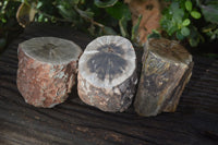 Polished Petrified Wood Branch Pieces x 3 From Gokwe, Zimbabwe