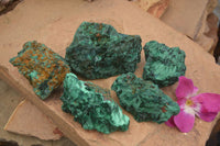 Natural Chatoyant Silky Malachite Specimens  x 5 From Kasompe, Congo - TopRock