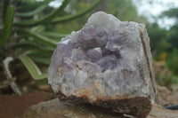 Natural Jacaranda Amethyst Cluster x 1 From Mumbwa, Zambia - TopRock