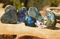 Polished Gorgeous Labradorite Standing Free Forms With Intense Full Face Flash x 6 From Tulear, Madagascar - TopRock