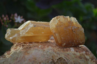 Natural Honey Aragonite Etched & Cobbed Pieces  x 35 From Namibia