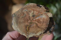 Polished Petrified Wood Branch Pieces x 3 From Gokwe, Zimbabwe