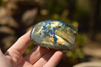 Polished Gorgeous Labradorite Standing Free Forms With Intense Full Face Flash x 6 From Tulear, Madagascar - TopRock