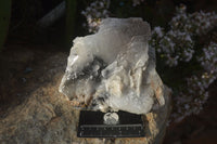 Natural Large Bladed Barite Specimen  x 1 From Congo