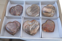 Polished Petrified Wood Hearts x 6 From Mahajanga, Madagascar