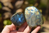 Polished Gorgeous Labradorite Standing Free Forms With Intense Full Face Flash x 6 From Tulear, Madagascar - TopRock