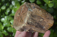 Polished Petrified Wood Branch Pieces x 3 From Gokwe, Zimbabwe