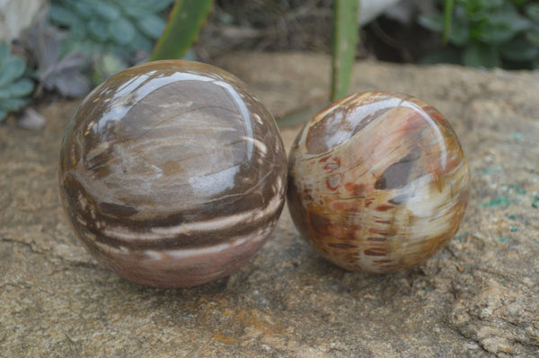 Polished Petrified Red Podocarpus Wood Spheres  x 2 From Madagascar - Toprock Gemstones and Minerals 