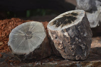 Polished Petrified Wood Branch Pieces x 3 From Gokwe, Zimbabwe